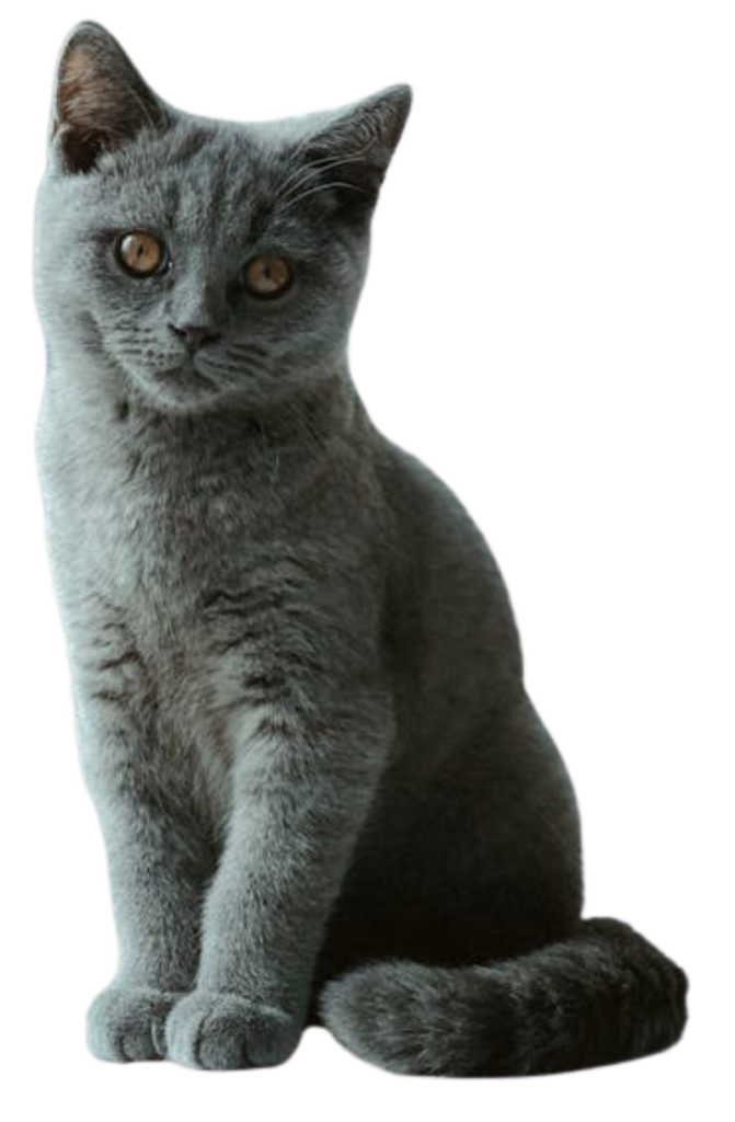 its agreay cat sitting