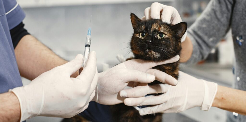 cat treatment against FIP