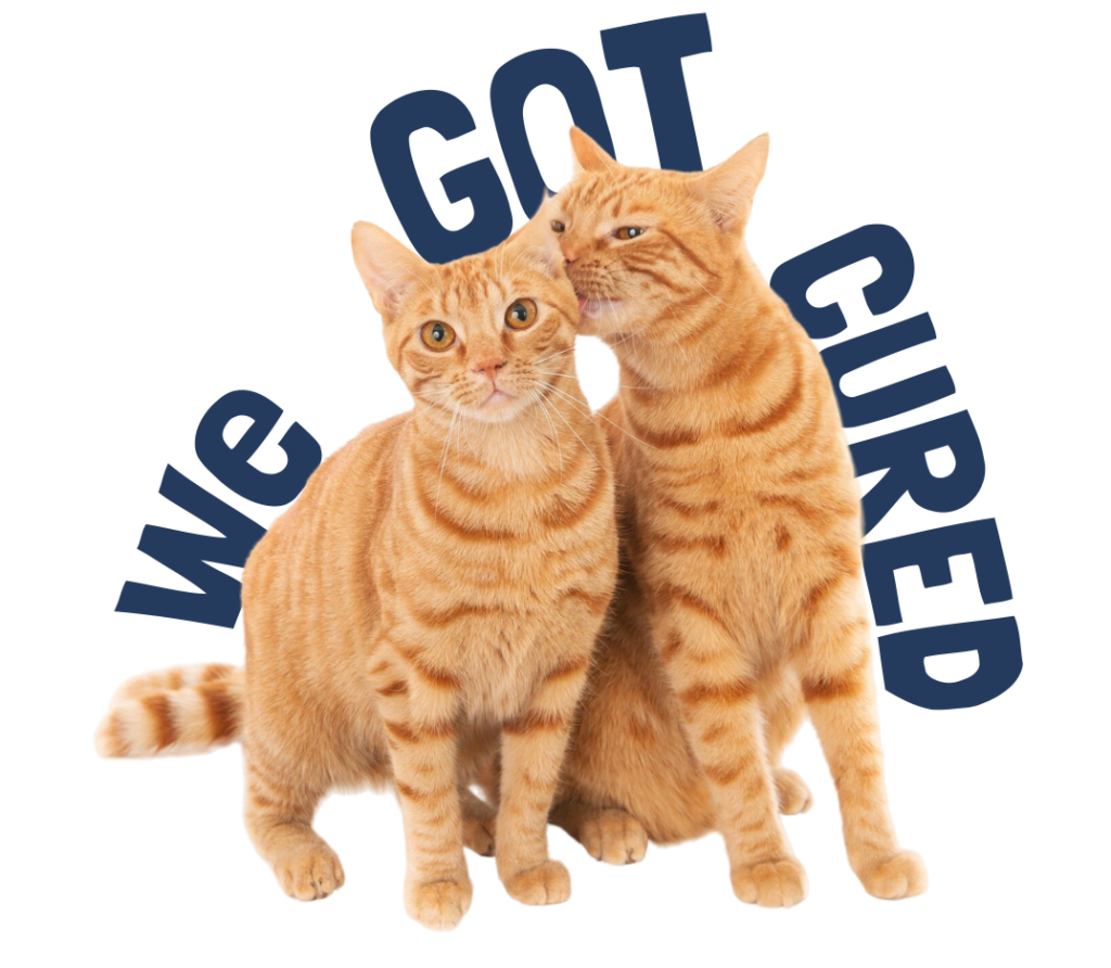 cats protected from fip